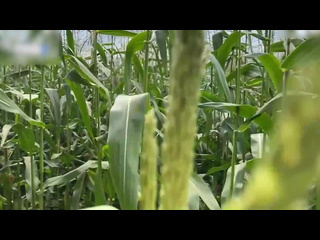 a security guard catches a thief in a corn field and gives her a fine on the spot porn sex anal big tits porn sex in russian an