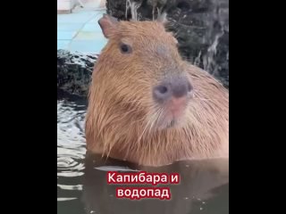 capybara and capybara